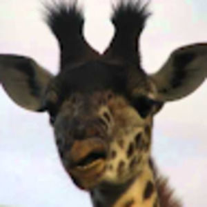 Meet your Posher, Sylas is tall